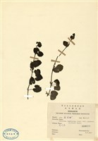 藏品(金絲薄荷)的圖片